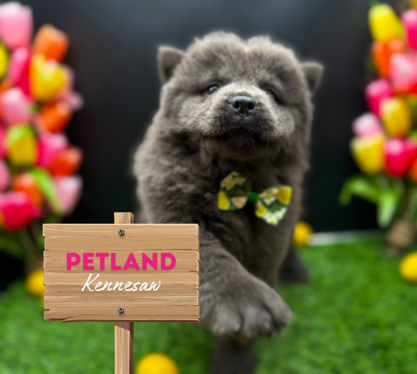 [#251037-03] Blue F Chow Chow Puppies For Sale