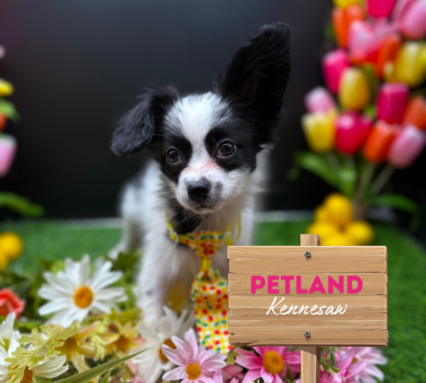 [#251149-02] Black / White M Papillon Puppies For Sale
