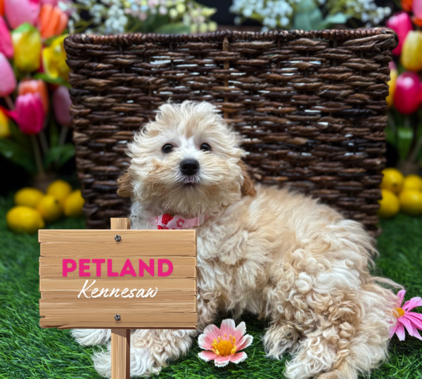 [#25897-01] Apricot M Poodle/Coton De Tulear Puppies For Sale