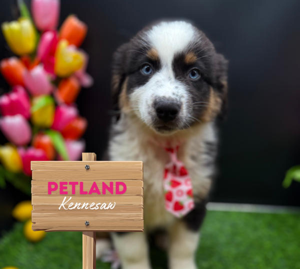 [#25992-05] Tri-Colored M Australian Shepherd Puppies For Sale