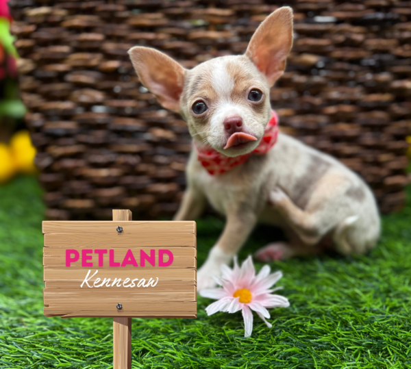 [#25770-03] Chocolate Merle F Chihuahua Puppies For Sale