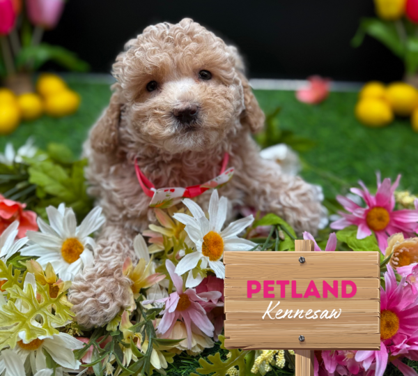 [#25778-04] Cream F Poodle Mini Puppies For Sale