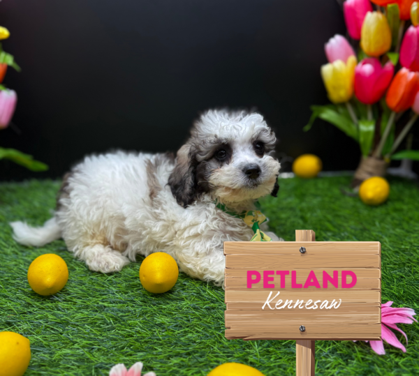 [#25784-02] M Poochon Puppies For Sale