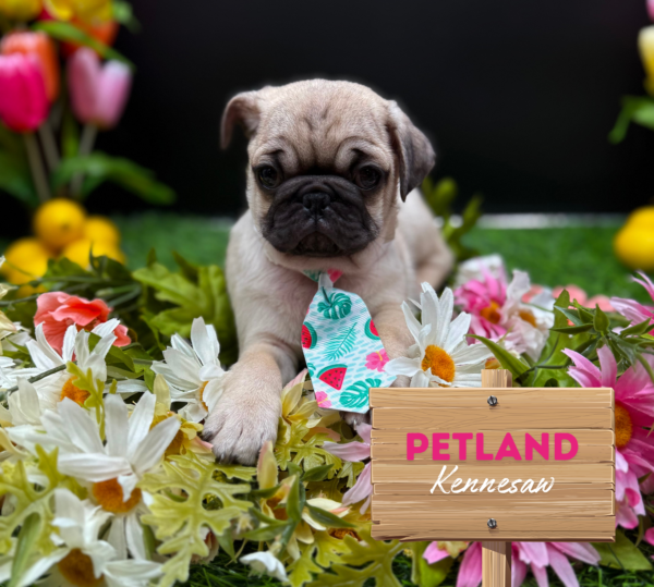 [#25796-02] Fawn M Pug Puppies For Sale