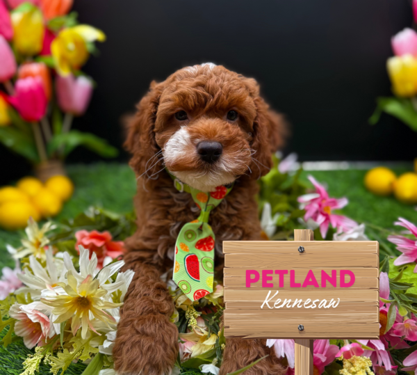[#25875-01] Red M Poodle/Goldendoodle Mini F1b Puppies For Sale
