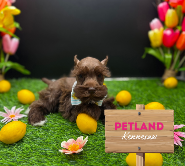 [#25880-01] Chocolate M Miniature Schnauzer Puppies For Sale