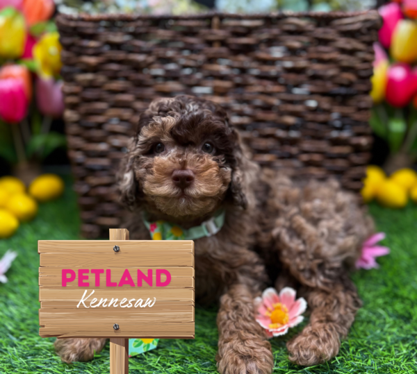 [#25893-02] Chocolate Merle M Poodle Puppies For Sale