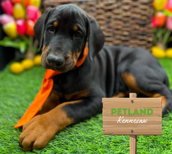 [#25756-06] Black / Rust M Doberman Pinscher Puppies For Sale