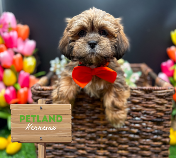 [#25655-07] Golden / White F Lhasa Apso Puppies For Sale