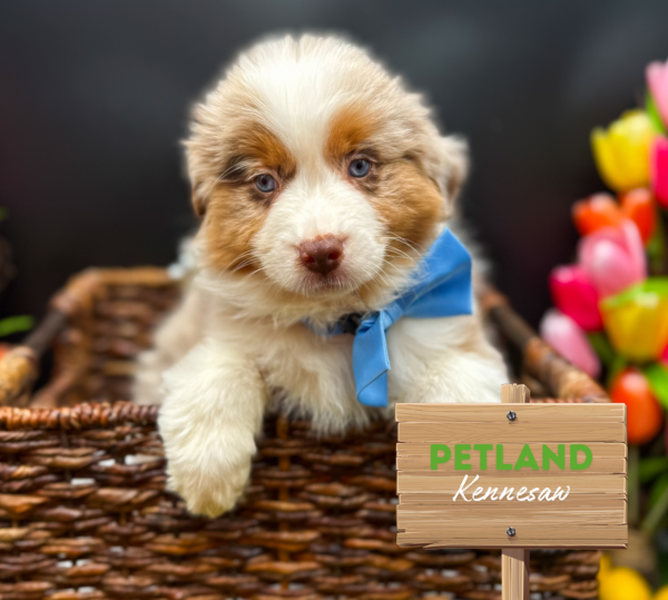 [#25662-06] Red Merle F Miniature American Shepherd Puppies For Sale