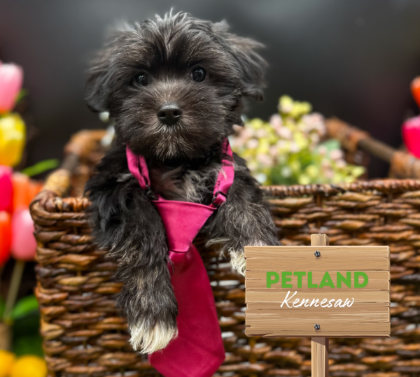 [#25673-04] Black / White M Morkie Puppies For Sale