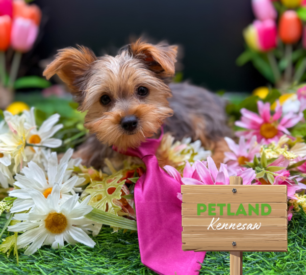 [#25702-01] Blue Merle M Yorkshire Terrier Puppies For Sale
