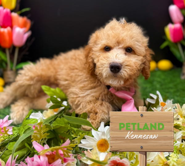[#251156-01] Cream / White M Whoodle Puppies For Sale
