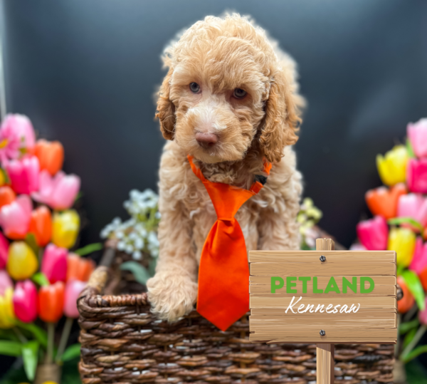[#25729-02] Red M Cockadoodle Puppies For Sale