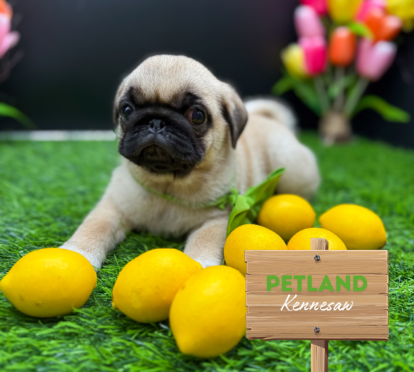 [#25836-02] Fawn F Pug Puppies For Sale