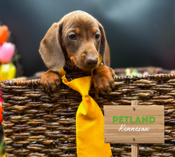 [#25718-01] Chocolate M Dachshund Puppies For Sale