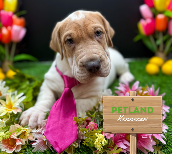 [#25680-01] Lemon / White M Walrus Puppies For Sale