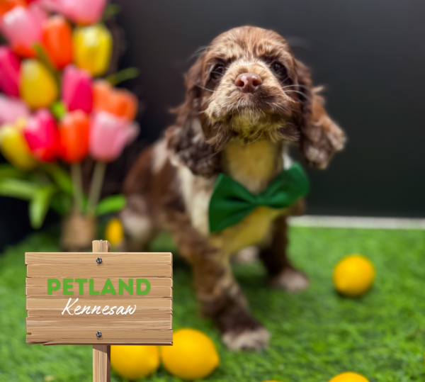 [#25725-01] Chocolate Merle F Cocker Spaniel Puppies For Sale