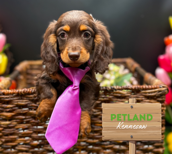 [#25845-02] Chocolate / Tan M Dachshund Puppies For Sale