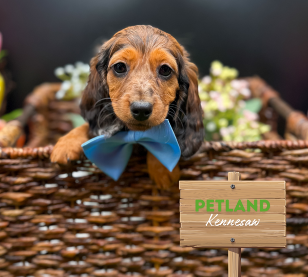 [#25648-01] Merle F Dachshund Puppies For Sale