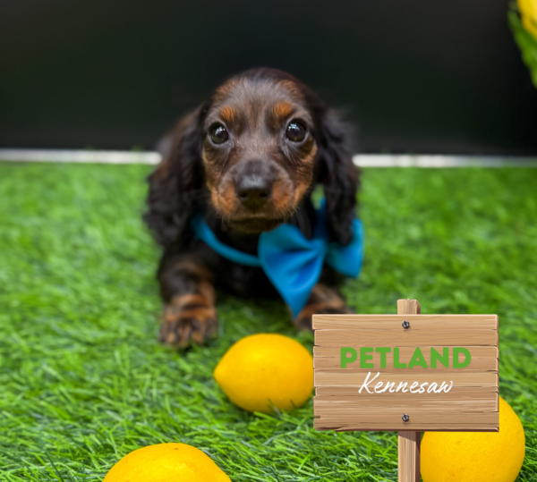 [#25658-02] Black / Tan F Dachshund Puppies For Sale