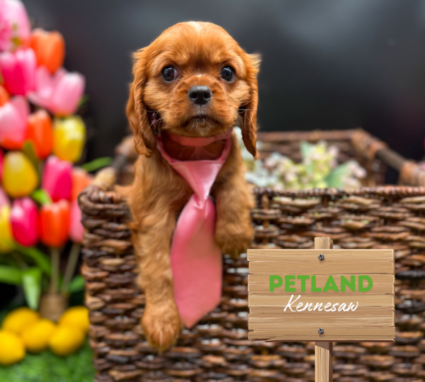 [#25728-02] Ruby M Cavalier King Charles Spaniel Puppies For Sale