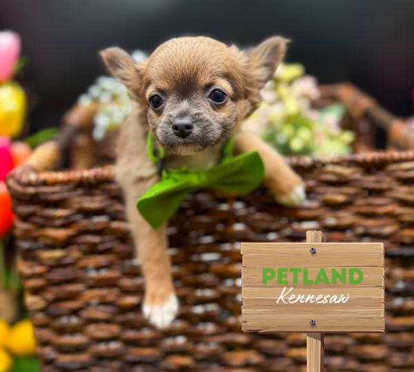 [#25680-04] Blue F Chihuahua Puppies For Sale
