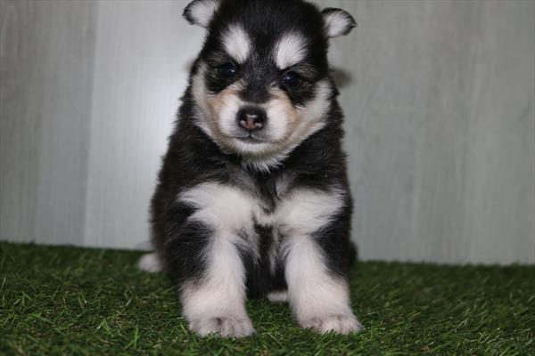 [#251047-04] Black / White F Pomsky Puppies For Sale