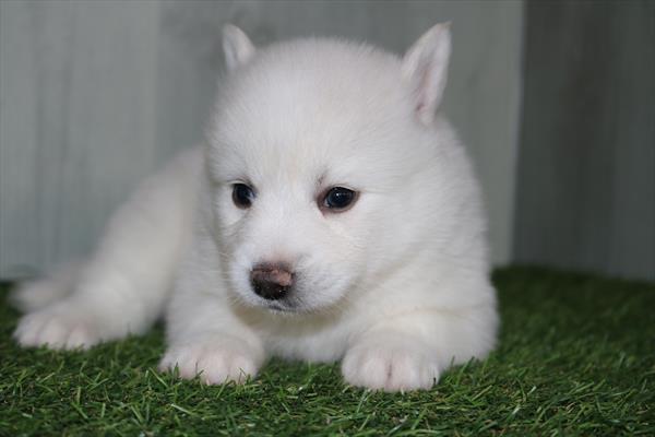 [#251047-06] White F Pomsky Puppies For Sale