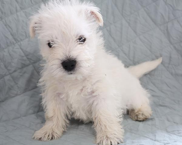 [#251192-02] White M West Highland White Terrier Puppies For Sale