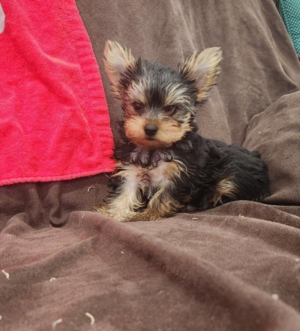 [#251536-02] Black / Tan F Yorkshire Terrier Puppies For Sale