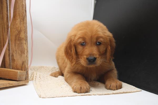 [#251419-01] Golden M Golden Retriever Puppies For Sale