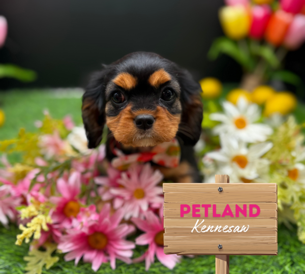 [#251160-04] Black / Tan F Cavalier King Charles Spaniel Puppies For Sale