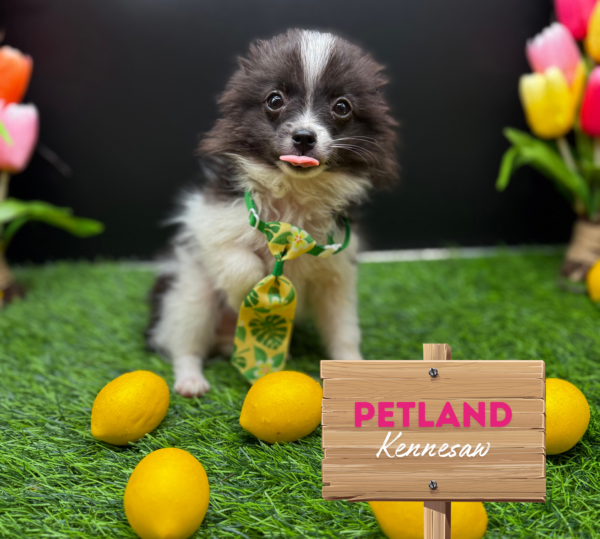 [#25856-01] Black / White M Pomeranian Puppies For Sale