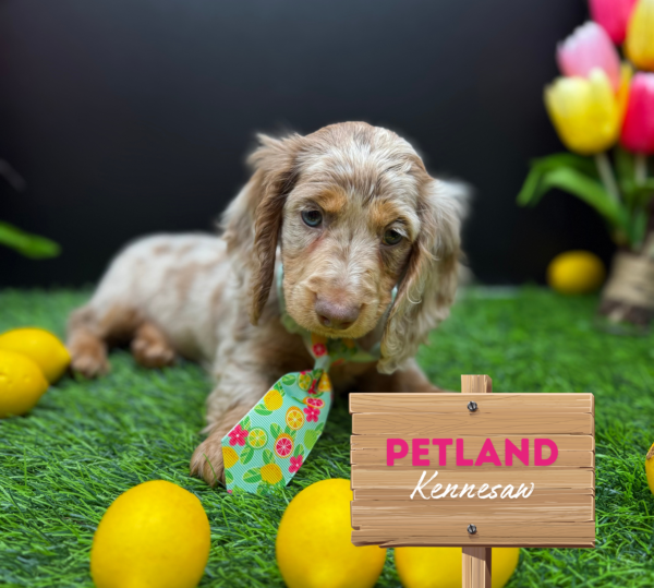 [#25977-02] Isabella M Dachshund Puppies For Sale