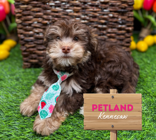 [#25998-01] Chocolate M Havanese/Yorkie Puppies For Sale