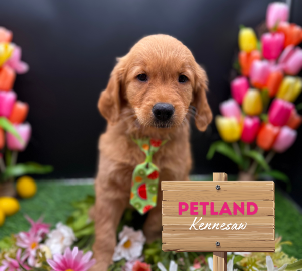 [#25111-07] Golden M Golden Retriever Puppies For Sale