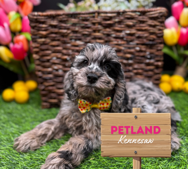 [#251040-04] Blue Merle F Cock A Poo Puppies For Sale