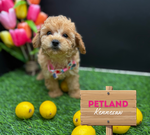 [#25765-03] Cream F Cavapoo/Poodle Puppies For Sale