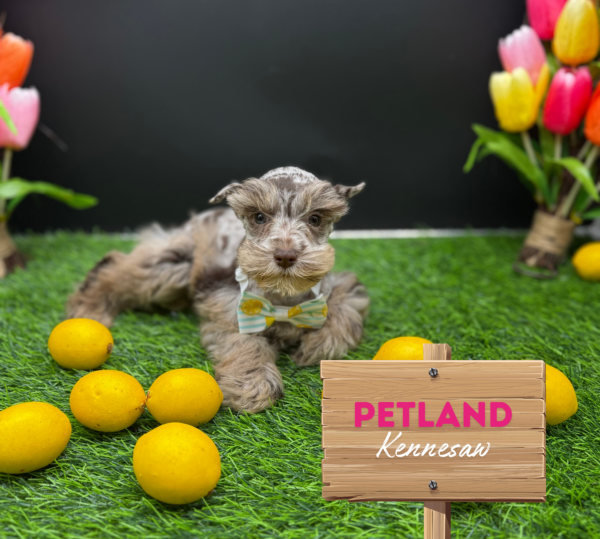 [#25941-05] Chocolate Merle F Miniature Schnauzer Puppies For Sale