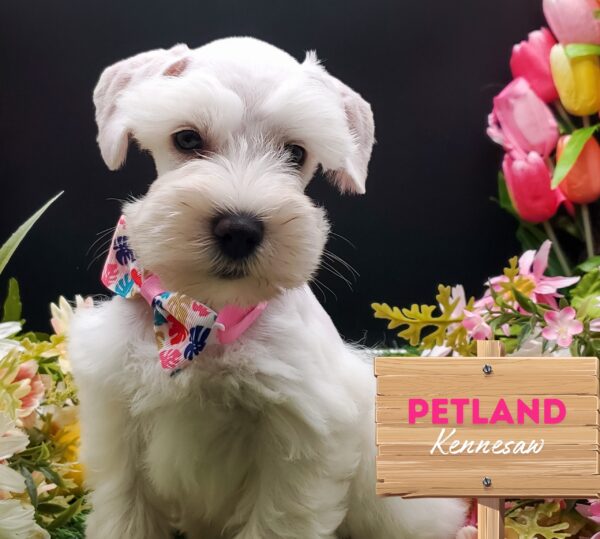 [#251029-03] White F Miniature Schnauzer Puppies For Sale