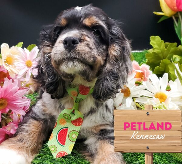 [#251054-01] Chocolate Merle M Cocker Spaniel Puppies For Sale