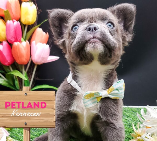 [#251113-26] Blue F French Bulldog Puppies For Sale