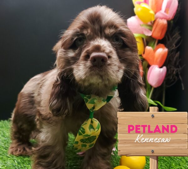 [#25917-02] Blue Merle M Cocker Spaniel Puppies For Sale