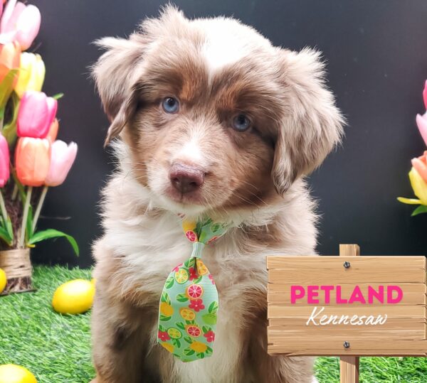[#25922-01] Red Merle M Miniature Australian Shepherd/Australian Shepherd Puppies For Sale