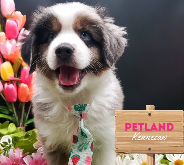 [#25922-02] Blue Merle F Miniature Australian Shepherd/Australian Shepherd Puppies For Sale