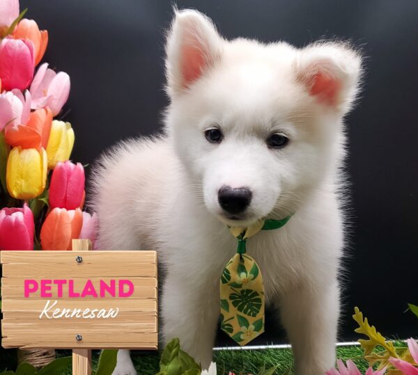 [#25924-04] Silver / White M Huskimo Puppies For Sale