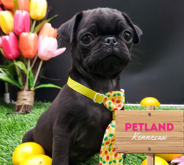 [#25975-05] Black M Pug Puppies For Sale