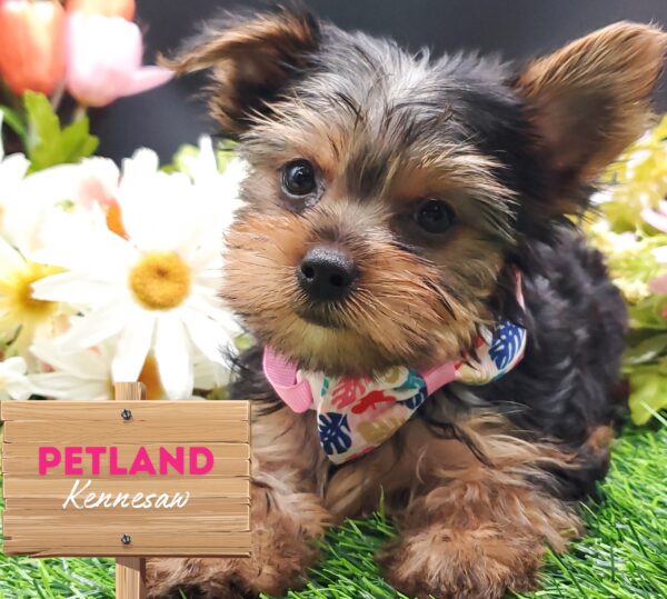 [#25990-02] Black / Tan F Yorkshire Terrier Puppies For Sale
