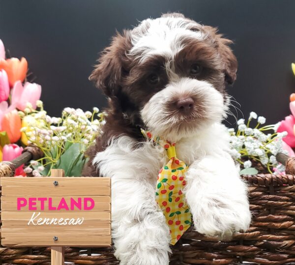 [#25991-03] Chocolate M Havanese Puppies For Sale